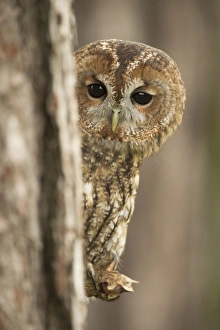 Tawny owl (Strix aluco), peering from behind a pine tree, United Kingdom, Europe Tawny owl (Strix aluco), peering from behind a pine tree, United Kingdom, Europe