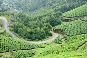 Plantations Gallery: Tea gardens, Munnar, Kerala, India, Asia