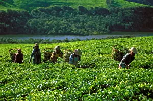 Images Dated 24th May 2010: Tea harvest on Sahambavy estate near Fianarantsoa, Madagascar, Africa