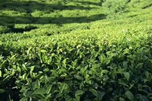 Sri Lanka Gallery: Tea plantation