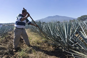 Tequila is made from the blue agave plant in the state of Jalisco and mostly around Tequila is made from the blue agave plant in the state of Jalisco and mostly around
