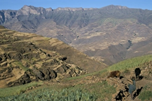 Terraced fields near Ambikwa village, Simien Mountains National Park, UNESCO World Heritage Site Terraced fields near Ambikwa village, Simien Mountains National Park, UNESCO World Heritage Site