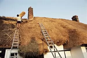 Repairing Collection: Thatcher at work renewing thatch on cottage, England, United Kingdom, Europe