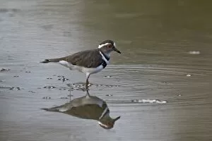 Three-banded plover (Charadrius tricollaris), Selous Game Reserve, Tanzania, East Africa