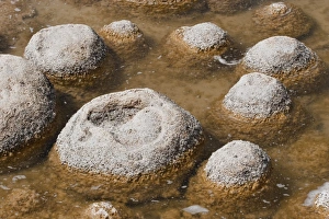 Thrombolites, a variey of microbialite or living rock that produce oxygen Thrombolites, a variey of microbialite or living rock that produce oxygen