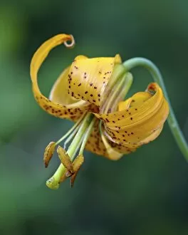 Images Dated 19th July 2011: Tiger lily (Columbian lily) (Oregon lily) (Lilium columbianum), Idaho Panhandle National Forests