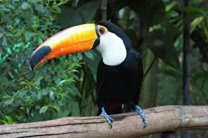Toco Toucan (Ramphastos toco), Pantanal, Mato Grosso, Brazil, South America Toco Toucan (Ramphastos toco), Pantanal, Mato Grosso, Brazil, South America