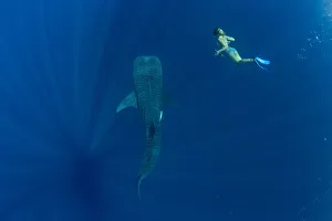 Tourist swimming with a whale shark (Rhincodon typus) in Honda Bay, Palawan, The Tourist swimming with a whale shark (Rhincodon typus) in Honda Bay, Palawan, The
