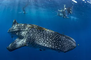 Tourists snorkelling with a whale shark (Rhincodon typus) in Honda Bay, Palawan, The Tourists snorkelling with a whale shark (Rhincodon typus) in Honda Bay, Palawan, The