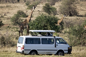 Tourists watching Masai giraffe (Giraffa camelopardalis tippelskirchi) Tourists watching Masai giraffe (Giraffa camelopardalis tippelskirchi)