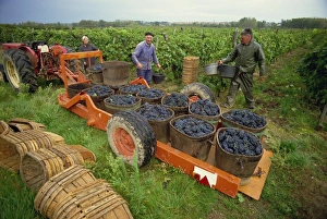 Tractor trailer loaded with black grapes, men and women grape pickers in vineyard, St Tractor trailer loaded with black grapes, men and women grape pickers in vineyard, St