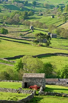 Traditional barns and dry stone walls in Swaledale, Yorkshire Dales National Park Traditional barns and dry stone walls in Swaledale, Yorkshire Dales National Park