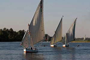 Images Dated 9th April 2009: Traditional felucca sailing boats on the River Nile near Luxor, Egypt, North Africa, Africa