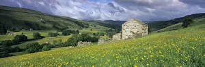 Traditional stone barn and buttercup meadow in Swaledale with stormy sky, Gunnerside Traditional stone barn and buttercup meadow in Swaledale with stormy sky, Gunnerside