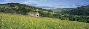 Traditional stone barn in yellow buttercup meadow in Swaledale, Gunnerside Traditional stone barn in yellow buttercup meadow in Swaledale, Gunnerside