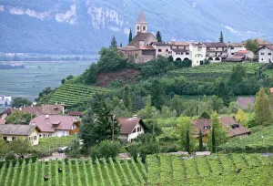 Vine Yard Gallery: Traminer, the town that gave its name to Gewurztraminer wine