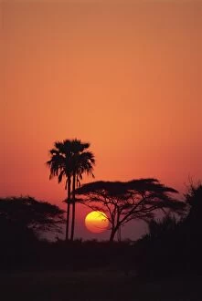 Okavango Delta Gallery: Tranquil scene of trees silhouetted against the sun at sunset, Okavango Delta