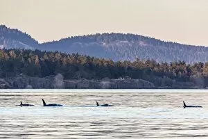 Images Dated 18th September 2012: Transient killer whales (Orcinus orca), Haro Strait, Saturna Island, British Columbia, Canada