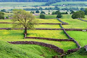 Tree and buttercup meadows near Askrigg at dusk Wensleydale, Yorkshire Dales National Park, Yorkshire, England Tree and buttercup meadows near Askrigg at dusk Wensleydale, Yorkshire Dales National Park, Yorkshire, England
