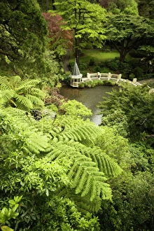Development Gallery: Tree ferns and Duck Pond, Wellington Botanic Garden, Wellington, North Island