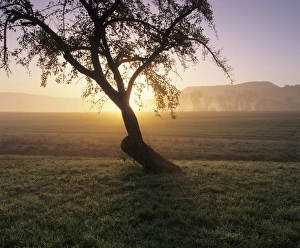 Tree in a field at sunrise in autumn, Swabian Alb, Baden Wurttemberg, Germany, Europe Tree in a field at sunrise in autumn, Swabian Alb, Baden Wurttemberg, Germany, Europe