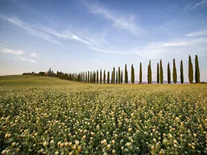 Tree-lined avenue of Poggio Covili and a flowery field, Val d'Orcia, UNESCO World Heritage Site, Tuscany, Italy