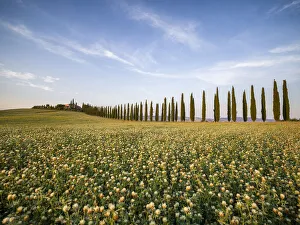 Tree-lined avenue of Poggio Covili and a flowery field, Val d'Orcia, UNESCO World Heritage Site, Tuscany, Italy Tree-lined avenue of Poggio Covili and a flowery field, Val d'Orcia, UNESCO World Heritage Site, Tuscany, Italy
