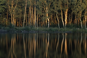 Tree Reflection Photography Prints: Tree reflection