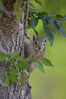 Tree squirrel (Smiths bush squirrel) (yellow-footed squirrel) (Paraxerus cepapi) Tree squirrel (Smiths bush squirrel) (yellow-footed squirrel) (Paraxerus cepapi)
