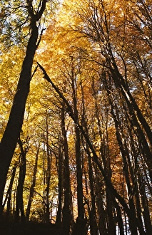Trees in autumn, Bariloche, Argentina, South America Trees in autumn, Bariloche, Argentina, South America