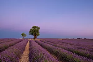Paddock Gallery: Two trees at the end of a lavender field at dusk, Plateau de Valensole, Provence, France, Europe