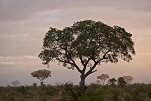 Images Dated 14th March 2011: Trees in fog at dawn, Kruger National Park, South Africa, Africa