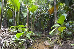 Tropical vegetation on banks of stream in the Vallee de Mai Nature Reserve Tropical vegetation on banks of stream in the Vallee de Mai Nature Reserve