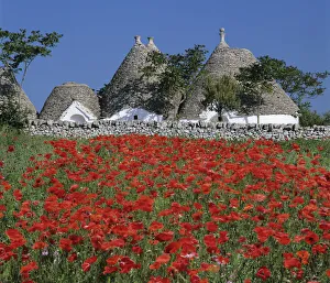 Trulli houses with red poppy field in foreground, near Alberobello, Apulia, Italy, Europe Trulli houses with red poppy field in foreground, near Alberobello, Apulia, Italy, Europe