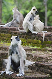 Tufted grey langurs (Semnopithecus priam), Polonnaruwa, North Central Province, Sri Lanka Tufted grey langurs (Semnopithecus priam), Polonnaruwa, North Central Province, Sri Lanka