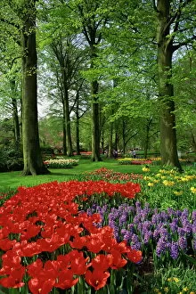 Netherland Gallery: Tulips and hyacinths in the Keukenhof Gardens at Lisse