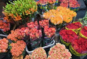 Fresh Collection: Tulips for sale in the Bloemenmarkt (flower market), Amsterdam, Netherlands, Europe