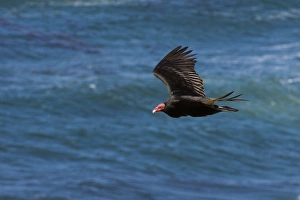 A turkey vulture (Cathartes aura) in flight, Falkland Islands, South America A turkey vulture (Cathartes aura) in flight, Falkland Islands, South America