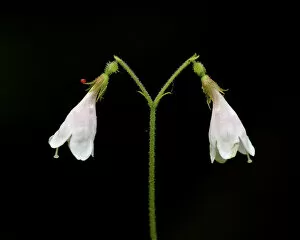 Twinflower (Linnaea borealis), Idaho Panhandle National Forests, Idaho, United States of America, North America