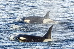 Marine Life Collection: Type A killer whales (Orcinus orca) travelling and socializing in Gerlache Strait near