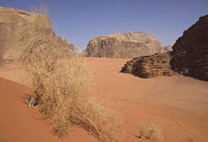 Typical desert with red sand
