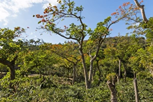 Typical flowering shade tree Arabica coffee plantation in highlands en route to Jinotega Typical flowering shade tree Arabica coffee plantation in highlands en route to Jinotega