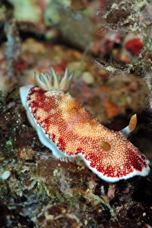 Undescribed chromodoris sp 7 nudibranch, Philippines, Southeast Asia, Asia Undescribed chromodoris sp 7 nudibranch, Philippines, Southeast Asia, Asia