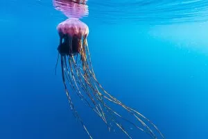 Images Dated 22nd February 2013: Unidentified large jellyfish in brash ice, Cierva Cove, Antarctica, Southern Ocean, Polar Regions