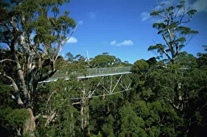 Valley of the Giants, Tree top Walk, Western Australia, Australia, Pacific Valley of the Giants, Tree top Walk, Western Australia, Australia, Pacific