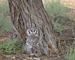 Verreauxs eagle owl (giant eagle owl) (Bubo lacteus), Kgalagadi Transfrontier Park Verreauxs eagle owl (giant eagle owl) (Bubo lacteus), Kgalagadi Transfrontier Park