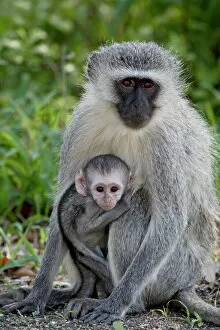 Baby Animal Gallery: Vervet monkey (Chlorocebus aethiops) mother and infant, Kruger National Park
