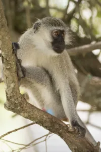 Vervet Monkey — Destination Uganda Travelers