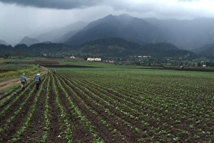 View of an agricultural valley near Constanza, Dominican Republic, Central America View of an agricultural valley near Constanza, Dominican Republic, Central America