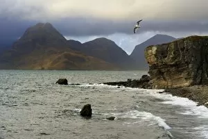Sea Gull Gallery: View to Cuillin Hills from Elgol harbour, Isle of Skye, Inner Hebrides